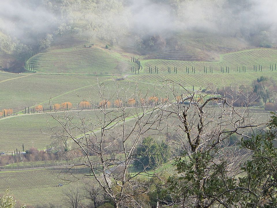 View of Vineyards