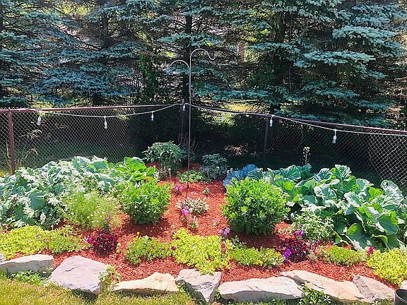 One of a few veggie gardens