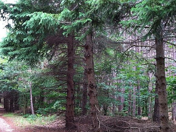 mixed pines