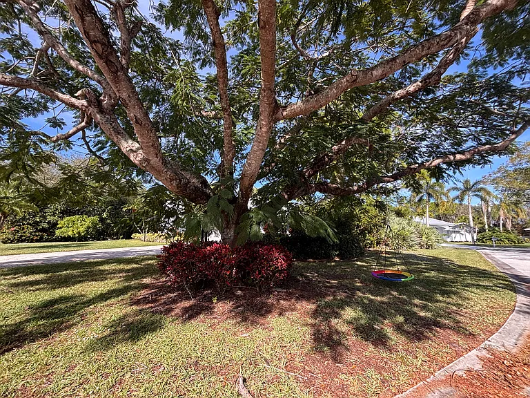 Beautiful poinciana tree in front yard with saucer swing, provides wonderful shades and plenty of laughs!