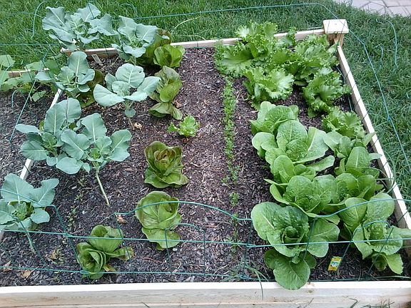 Cabbage & Broccoli