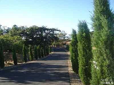 Cypress lined driveway with white corral fence