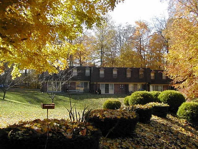Village in the Woods — Photo 4