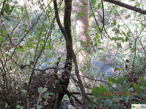 5th image of 12 Gruene Wald