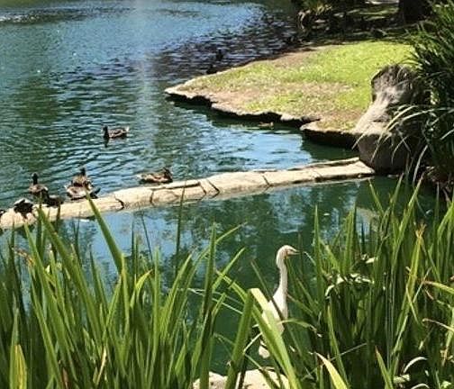 Lake with birds, fish, ducks, turtles