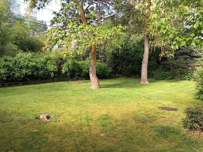 Back yard