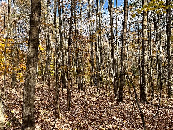 Woods with fallen leaves