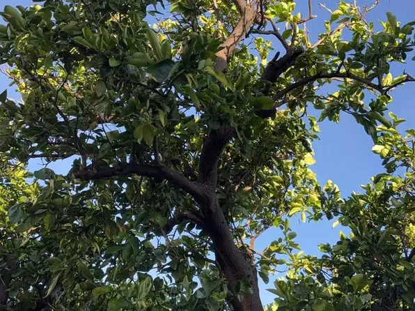 (undisclosed Address), Honolulu, HI 96816