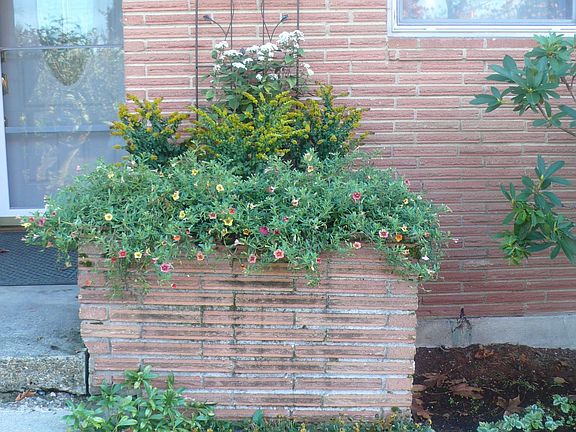 Front Flower Bed
