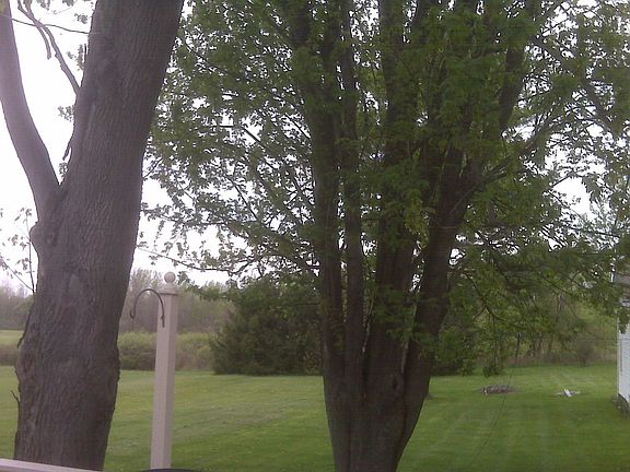 view of the backyard