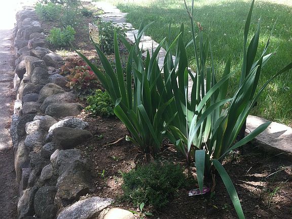 Low maintenance perennials