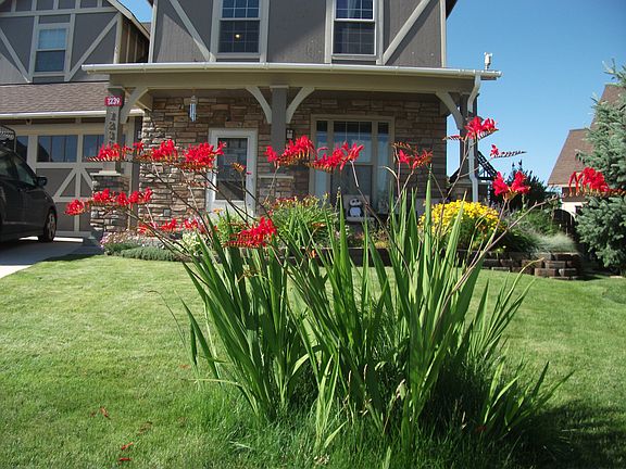 Naturalized Crocosmia