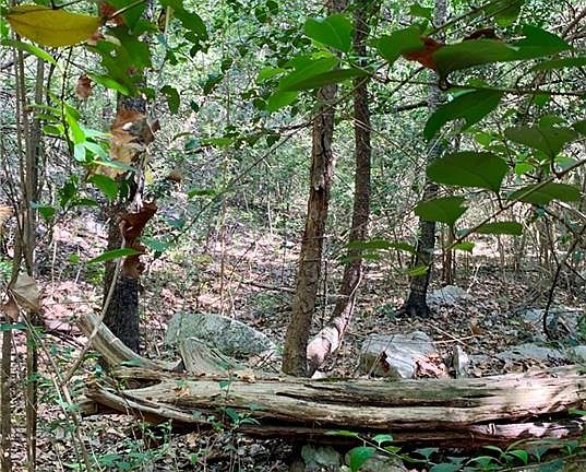 3rd image of 14998 Broken Bow Trl