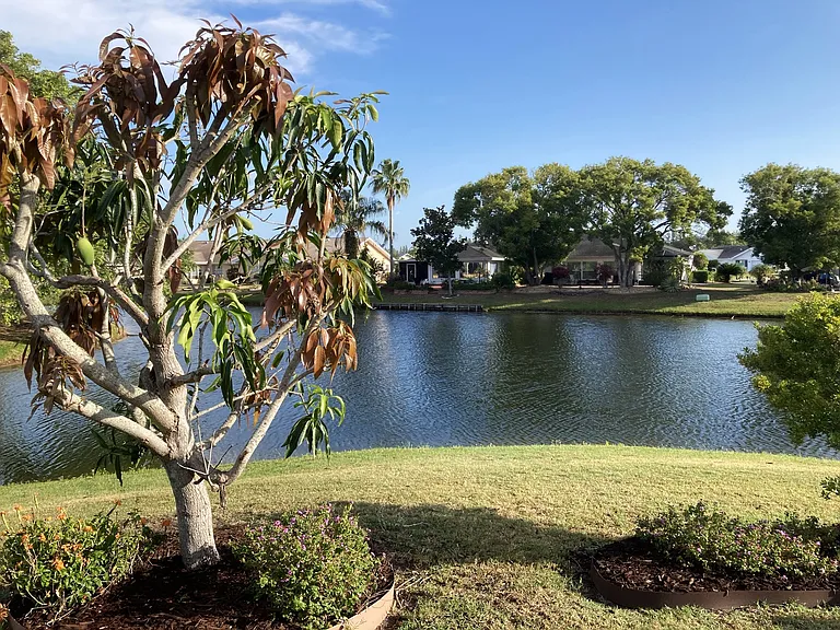 Mango tree and water view