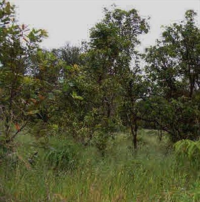 1st image of 40th St Lot 28