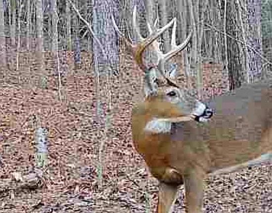 2nd image of 635 Tobacco Ridge Rd