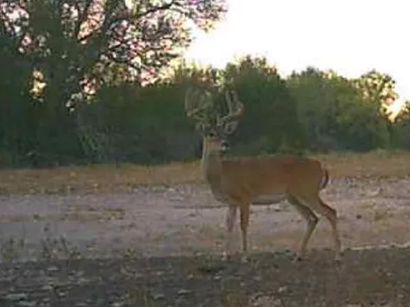 1019 Whitetail Trl #11, Eldorado, TX 76936