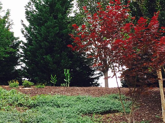 Tree-lined hill for privacy