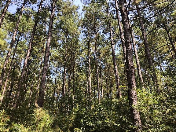 Plantation Pine Stand