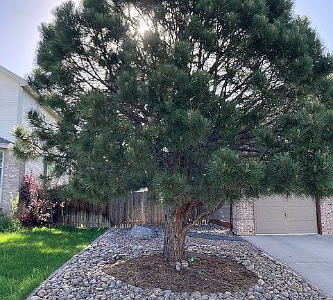 North side of house (front)