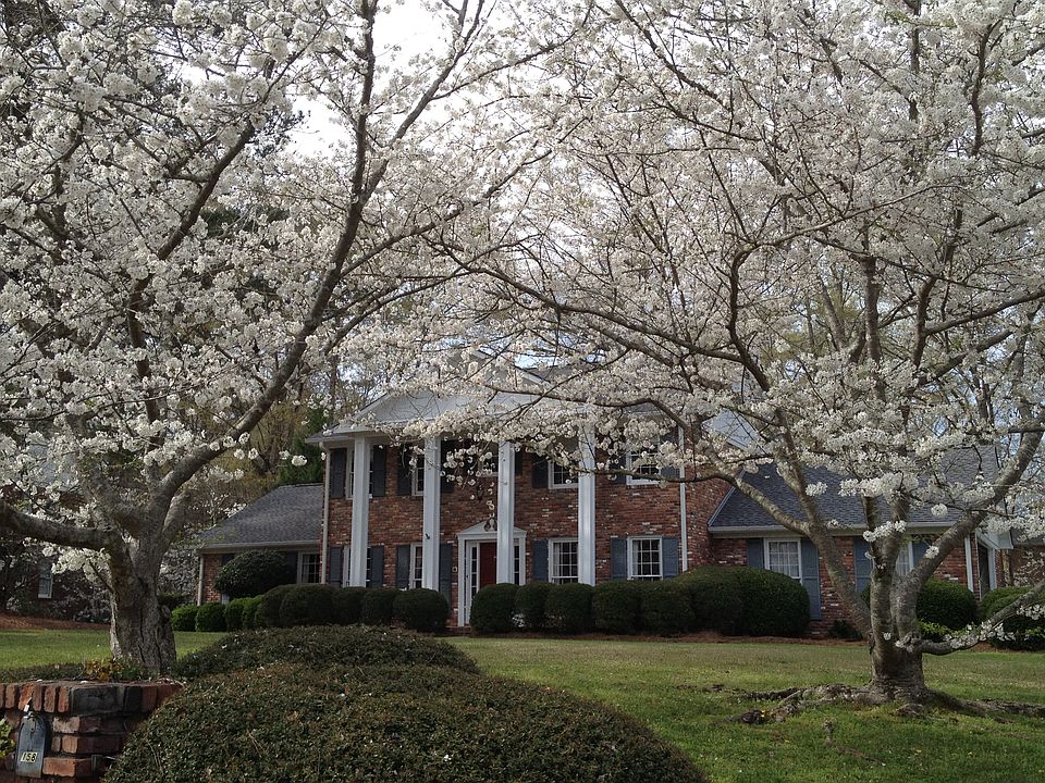 Springtime Cherry Blossoms