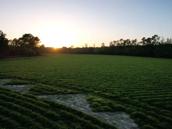 TBD Old Georgetown Rd., Hemingway, SC 29554