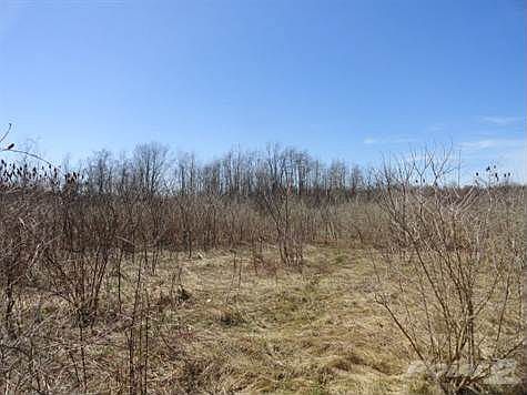 View from Road, Pond beyond taller trees.