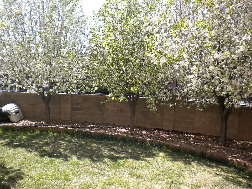 Good sized backyard