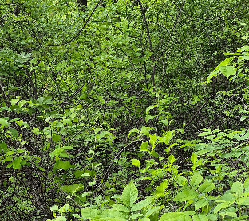1st image of LOT 415 Briar Ln