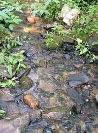 2nd image of 125 Wild Rock Ct