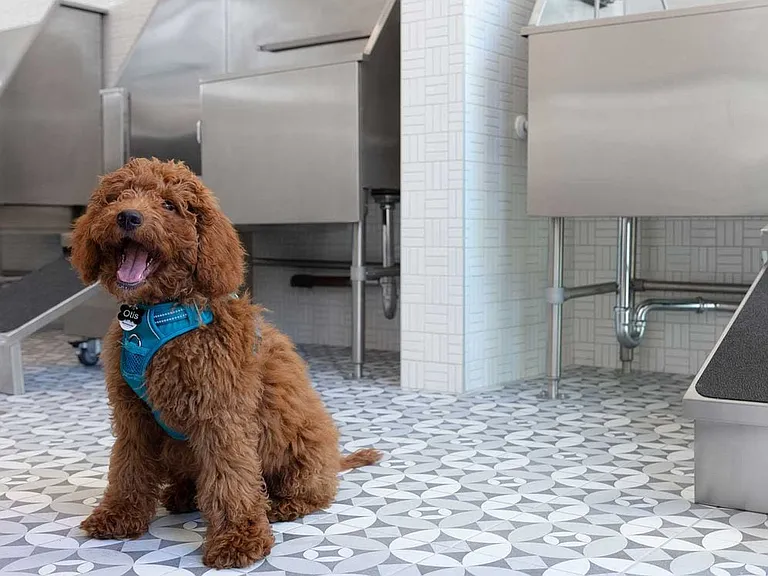 Phase II WAG Pet Spa