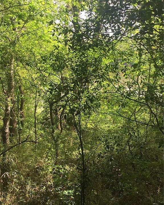 2nd image of 100 Smilax Ave