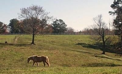 Pasture