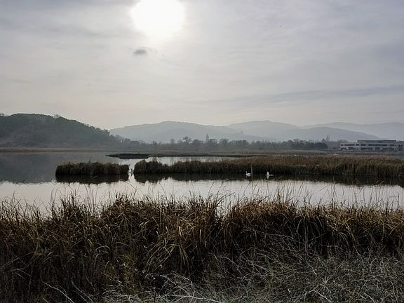 Swans in Pacheco Pond