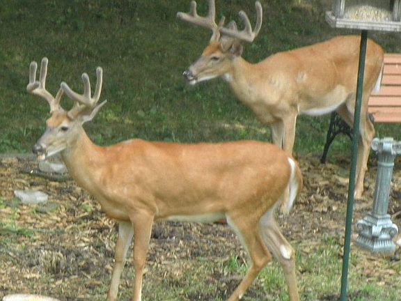 Wildlife