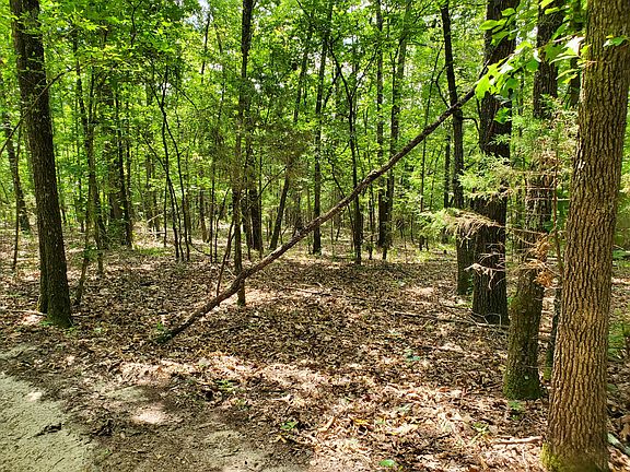 3rd image of 322 Loblolly Trl