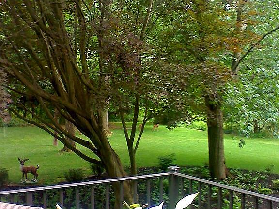 View from rear deck.