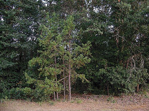 1st image of 0 Beechnut Ln