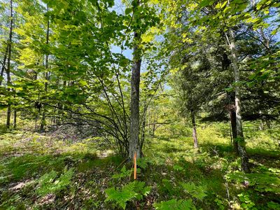 Kafka Rd #1, Wausaukee, WI, 54177