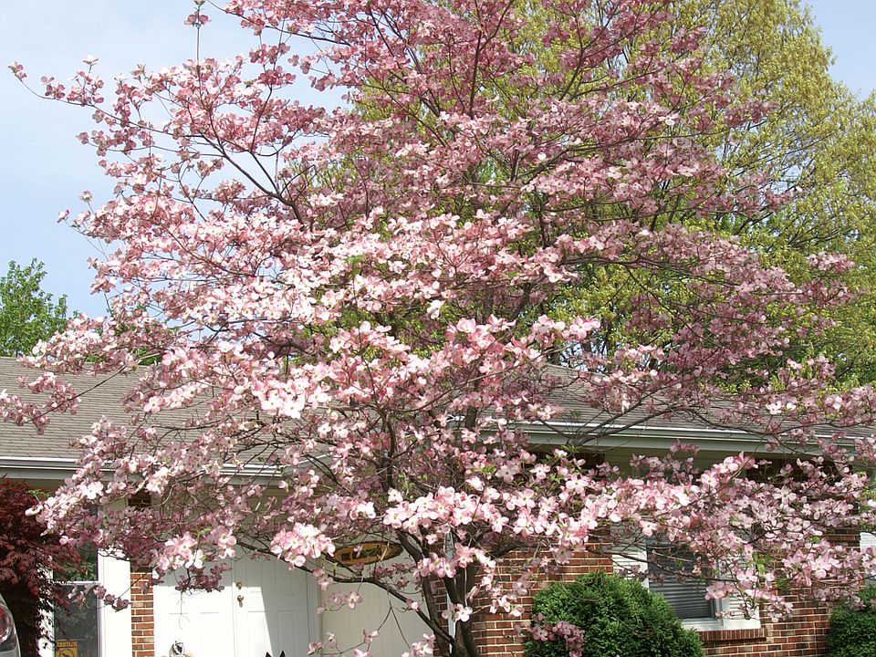 1st image of 12454 Bernie Ln