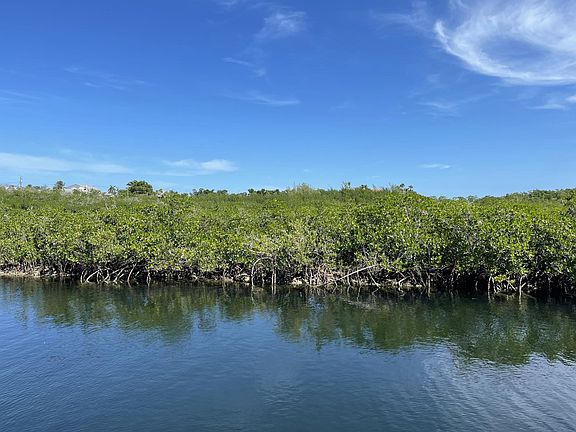 View of mangroves from back deck