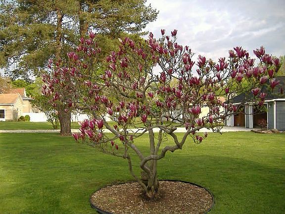  Magnolia