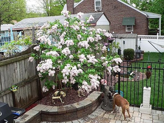 lilac on patio 2009