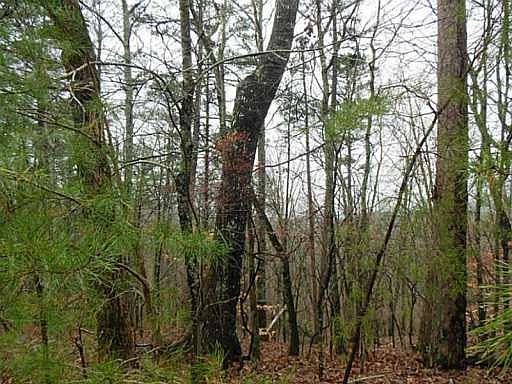 4th image of 1900 Garland Mountain Trl