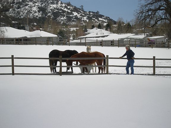 Horse in pasture 2012