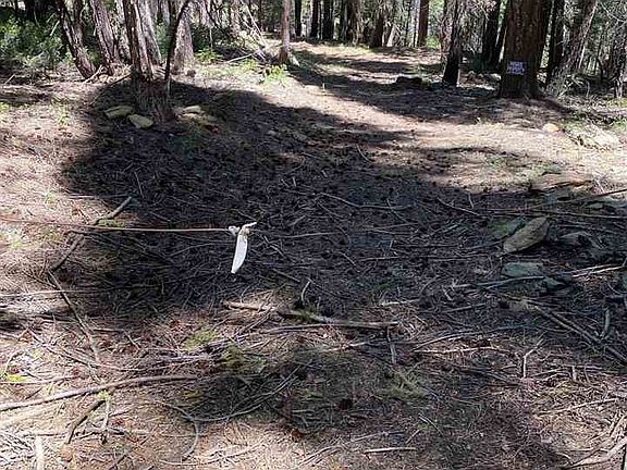 5th image of 1660 Lodgepole Trl