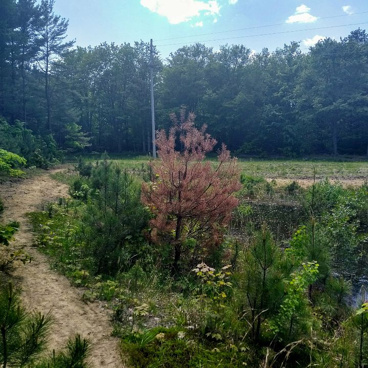1st image of Shannon's Way