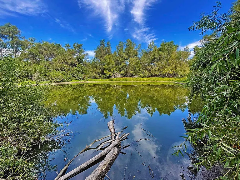 One of the beautiful ponds at the nearby Los JIlgueros Preserve.