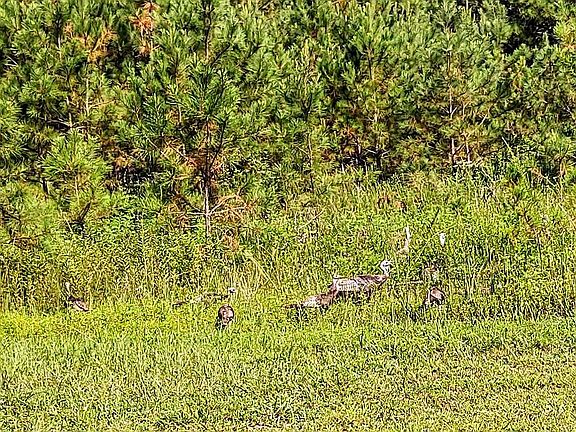 Wild Turkeys