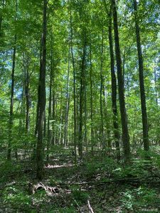 Underwood Rd, Caro, MI, 48723